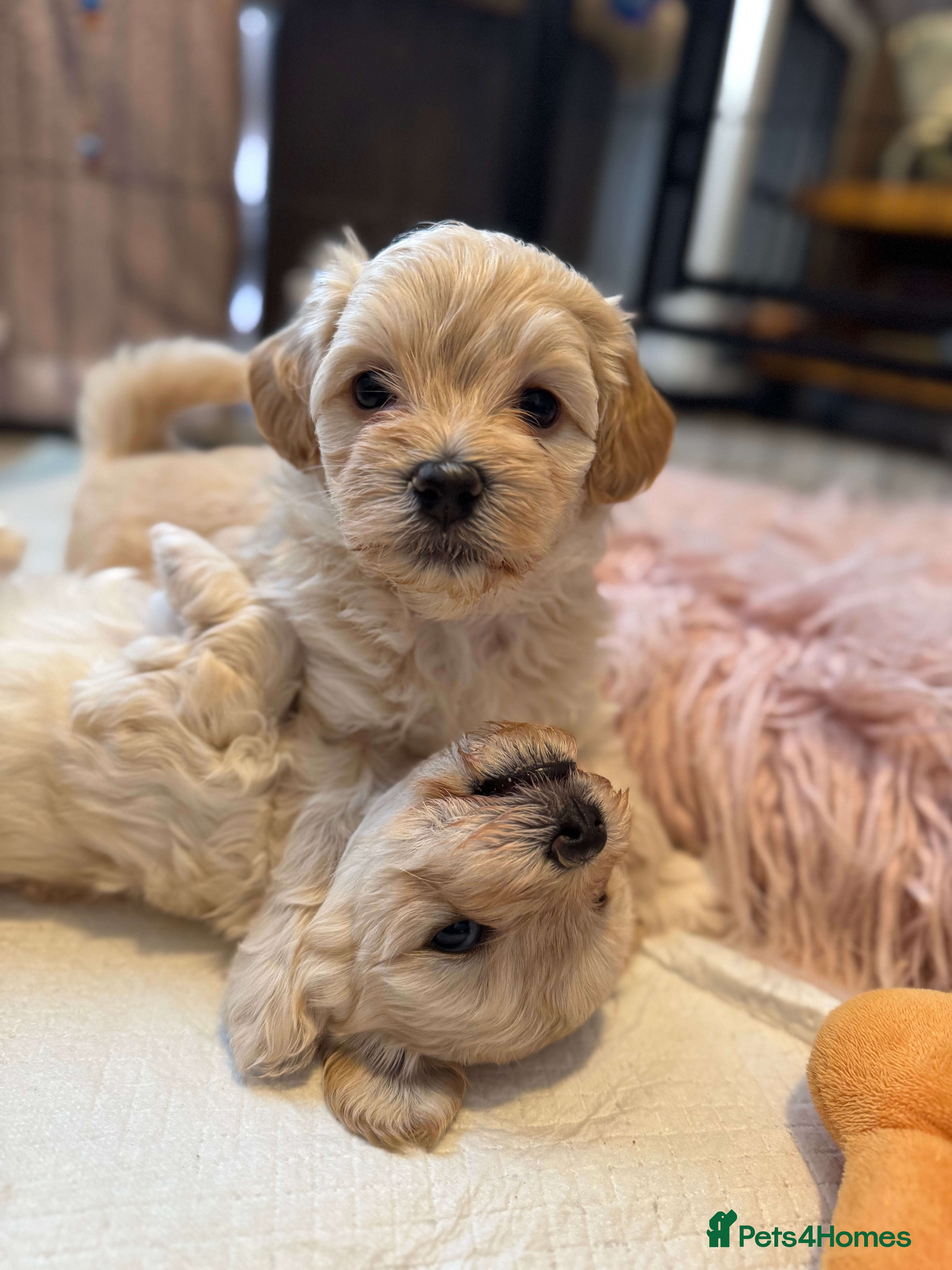 Maltipoo dogs Tiny Fluffy Bundles of Joy – Ready Mid-January! - Advert 10