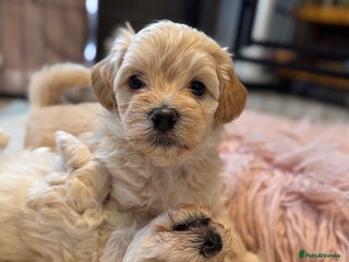 Maltipoo dogs Tiny Fluffy Bundles of Joy – Ready Mid-January! - Advert 16