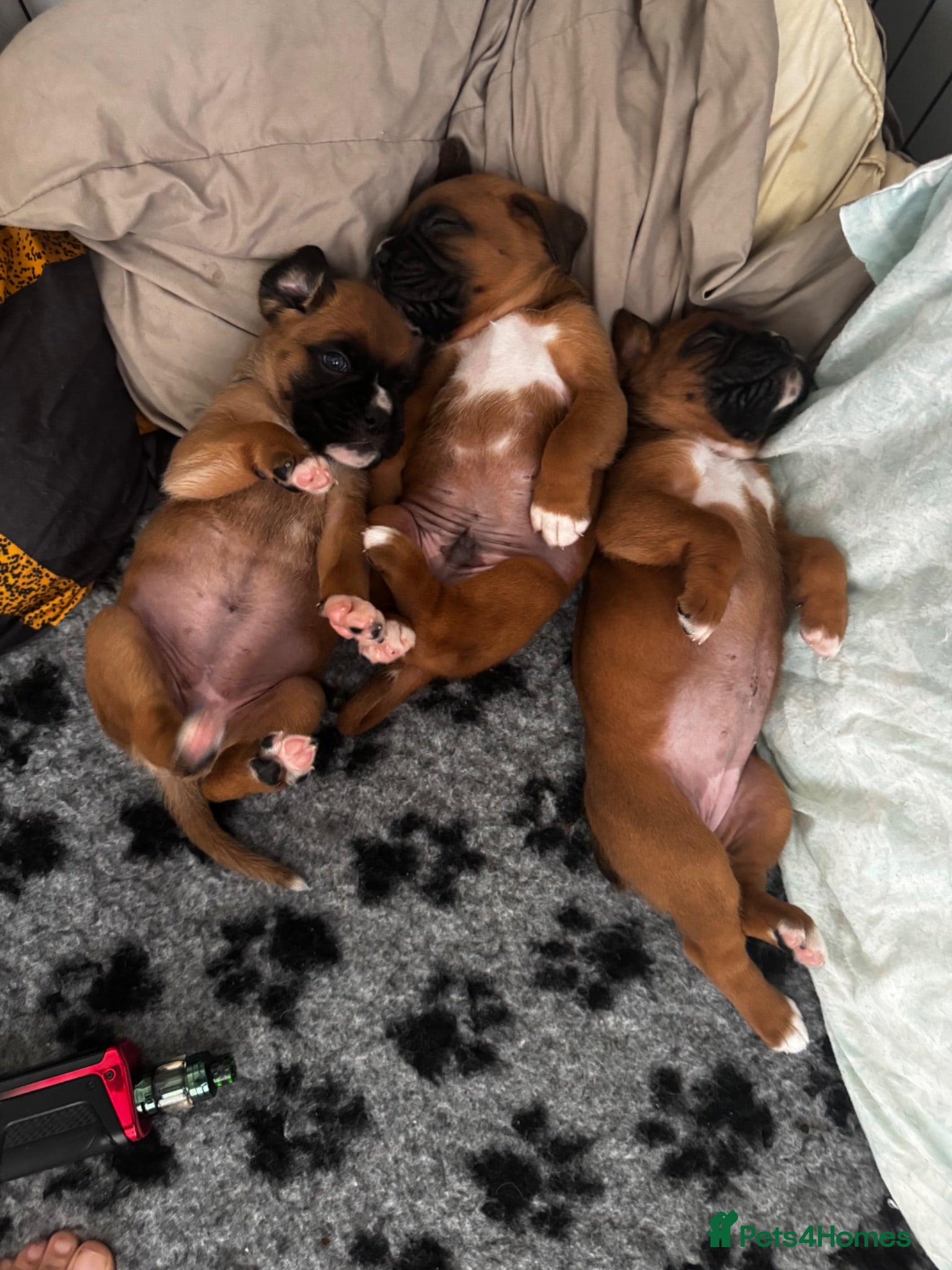 Boxer dogs charthaihen boxers - Advert 4
