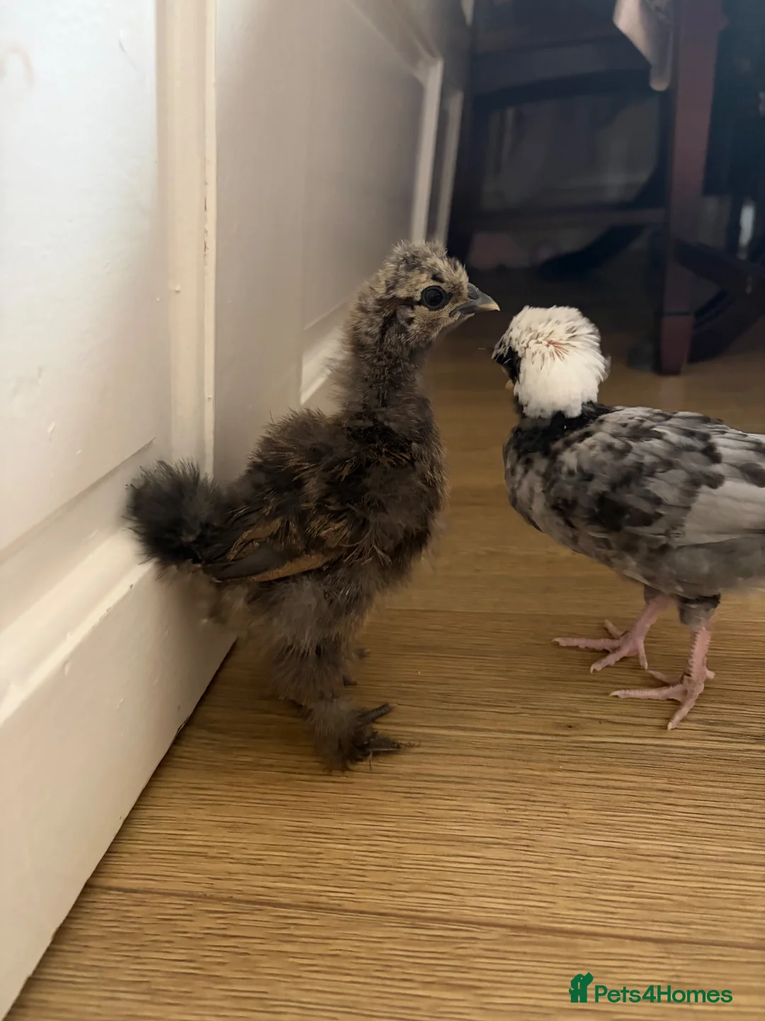 Chickens poultry for sale: Baby chicks in Manchester - Advert 1