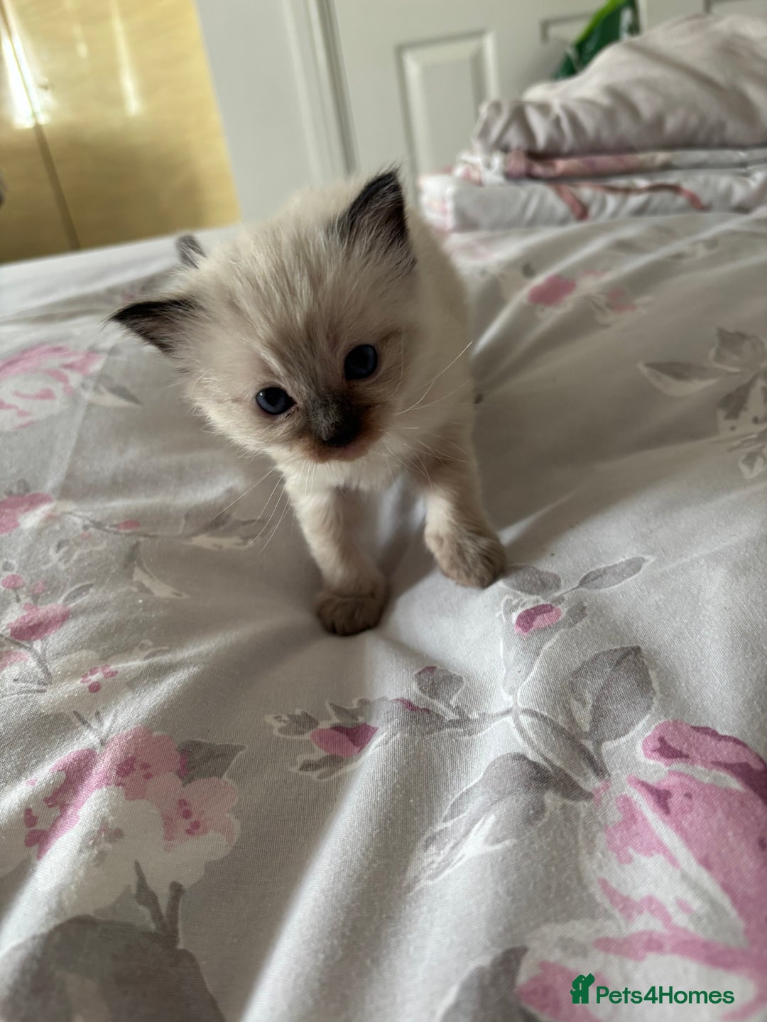 Ragdoll cats for sale: Purebred bluepoint ragdolls - Image 5