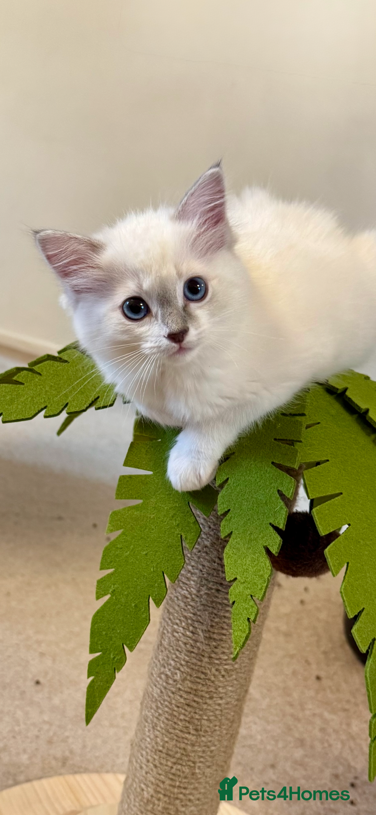 Ragdoll cats Ready to leave 4th Feb, TICA reg Ragdoll kittens   - Advert 8