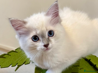 Ragdoll cats Ready to leave 4th Feb, TICA reg Ragdoll kittens - Advert 11