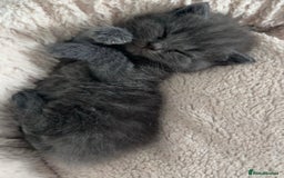 British Shorthair cats for sale: British Shorthhair Kittens  - Image 4