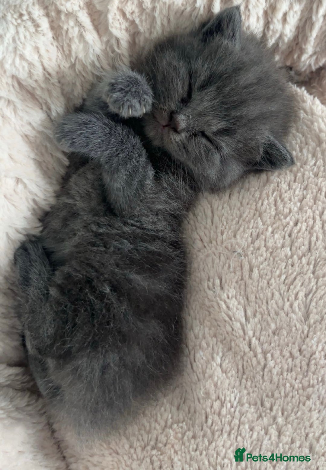 British Shorthair cats for sale: British Shorthhair Kittens  - Image 4