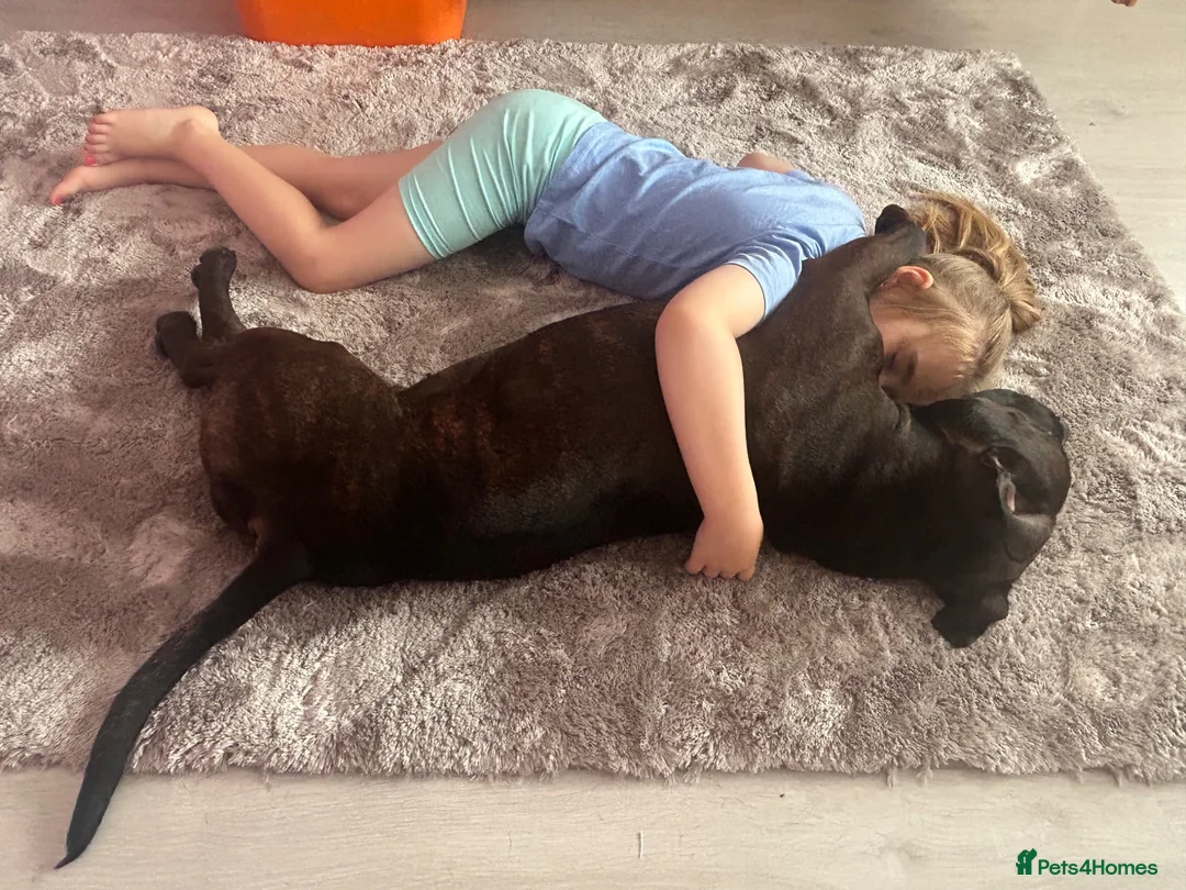 Staffordshire Bull Terrier dogs for sale: Loving Eddie the Staffy for rehome  - Advert 8