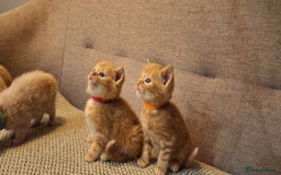 British Shorthair cats for sale: Beautiful Cream & Ginger Kittens  - Image 13