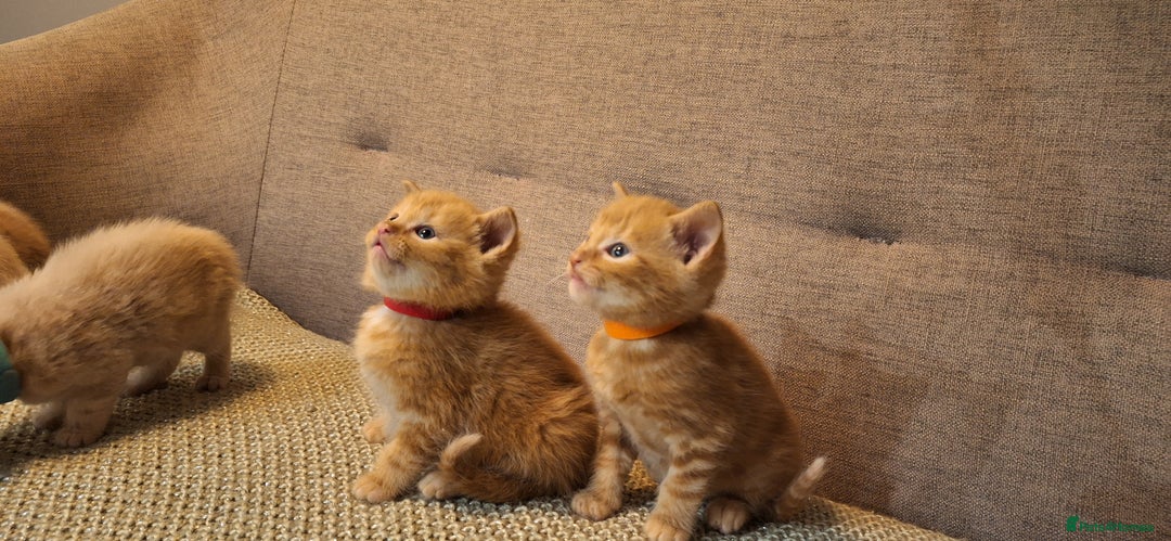 British Shorthair cats for sale: Beautiful Cream & Ginger Kittens  - Image 13