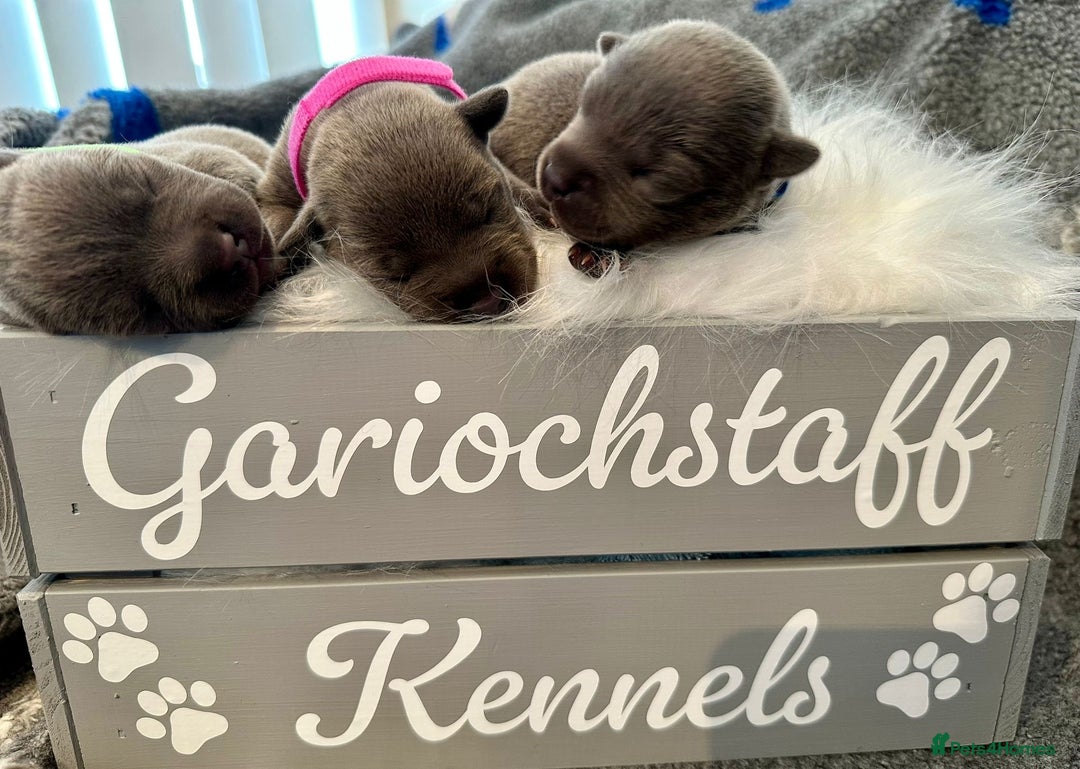 Staffordshire Bull Terrier dogs for sale: KC reg Staffordshire Bull Terrier Blue Puppies - Image 1