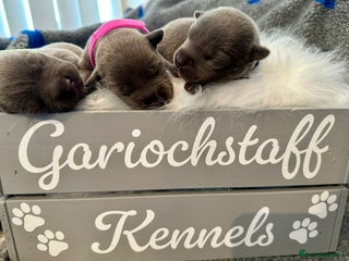 Staffordshire Bull Terrier dogs - Advert 3