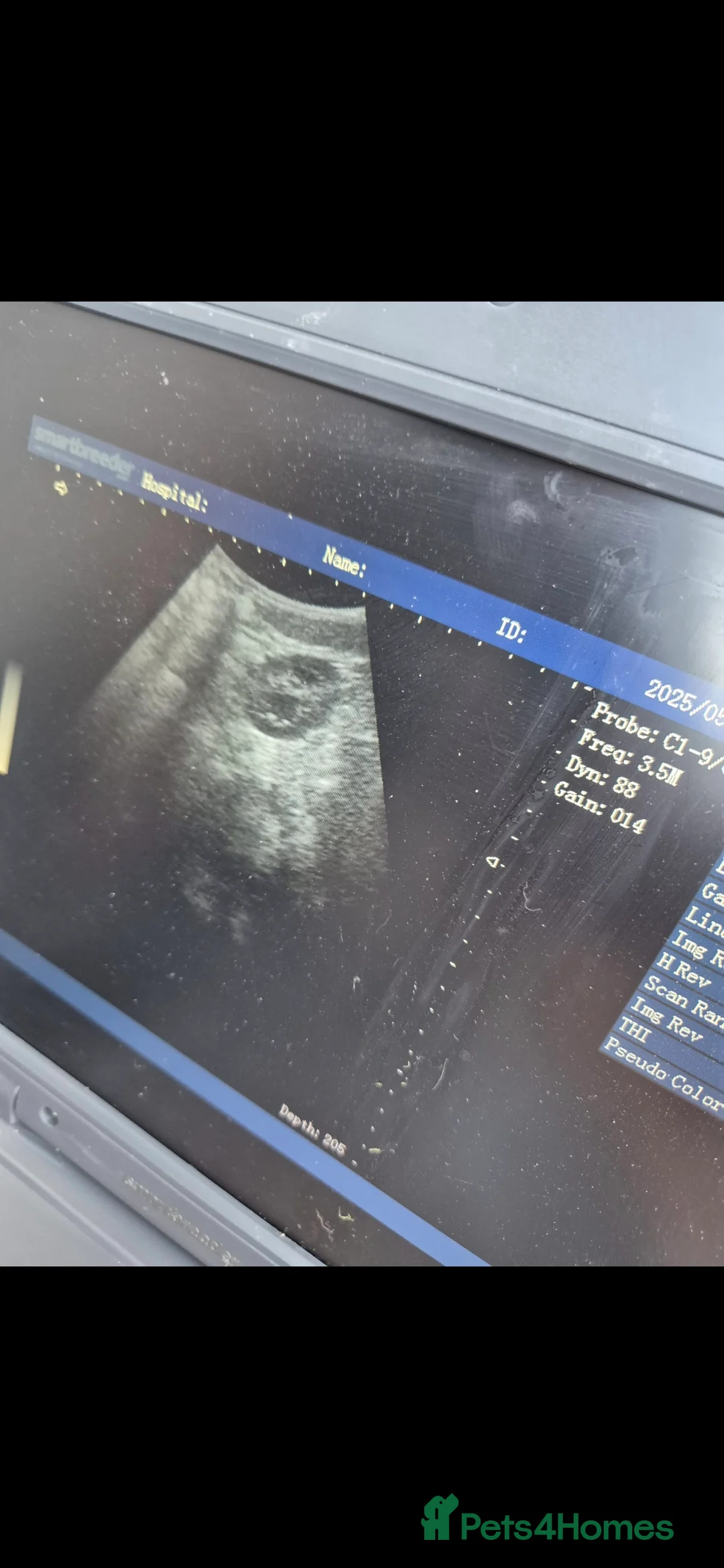 Cocker Spaniel dogs for stud: Merle Cocker stud in Shildon - Advert 8