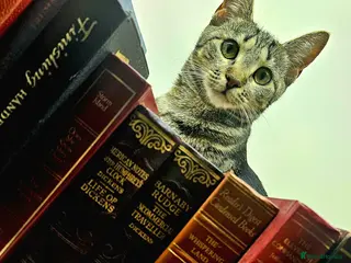 Bengal cats New home for Rani - Advert 1