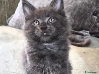 Maine Coon cats Maine coon pedigree kittens - Advert 11