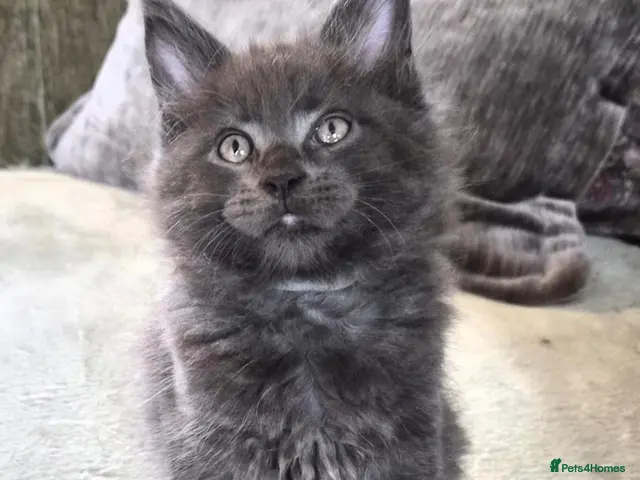 Maine Coon cats Maine coon pedigree kittens - Advert 6