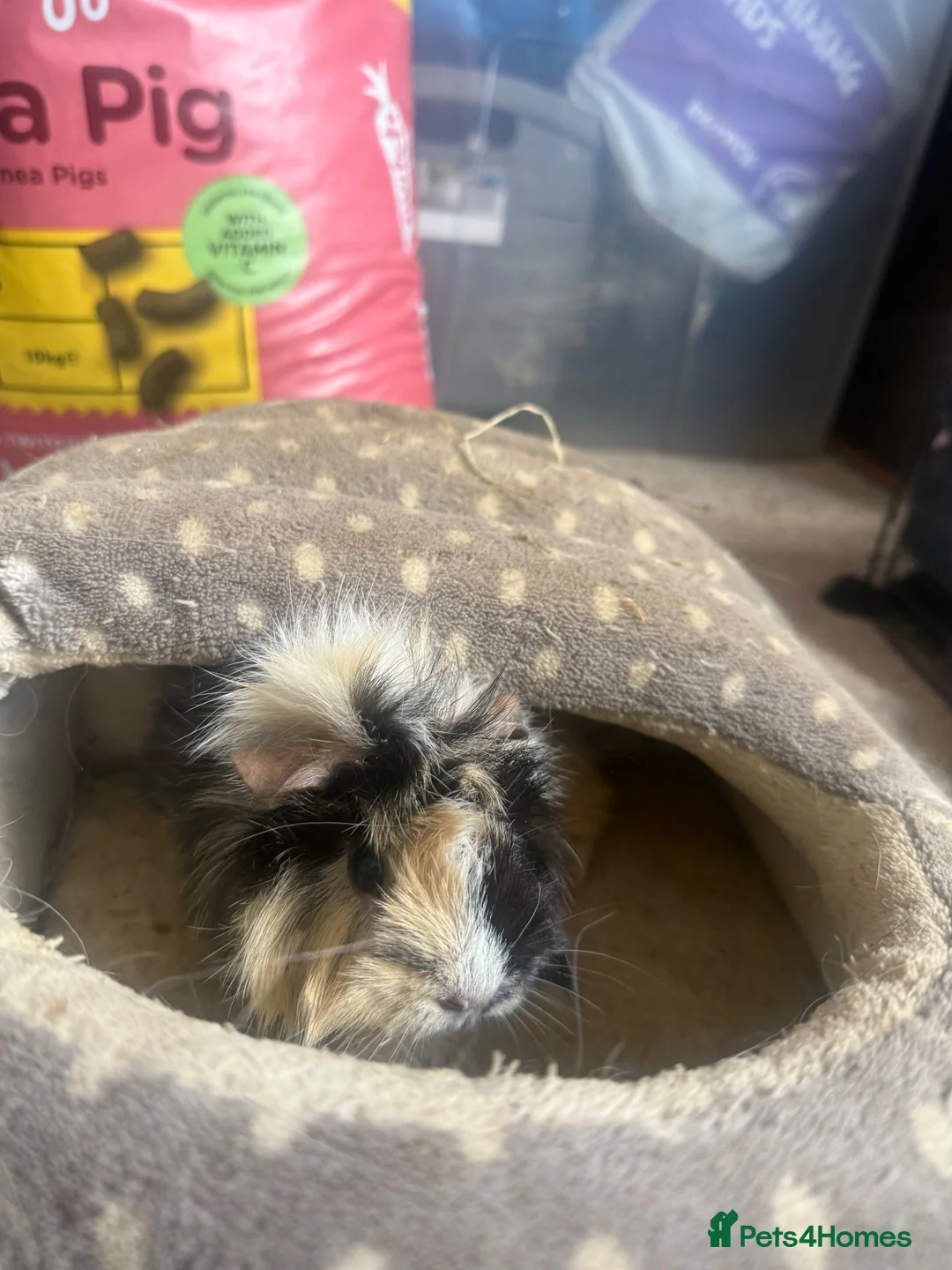 Guinea Pig rodents for sale: 2x female Guineapigs - 1 years old  - Advert 7