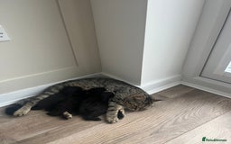 Persian cats for sale: Half Persian Kittens  - Image 9