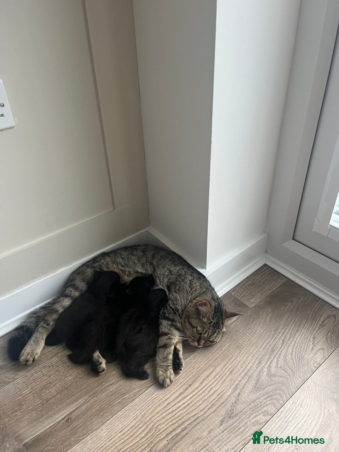 Persian cats for sale: Half Persian Kittens  - Image 9