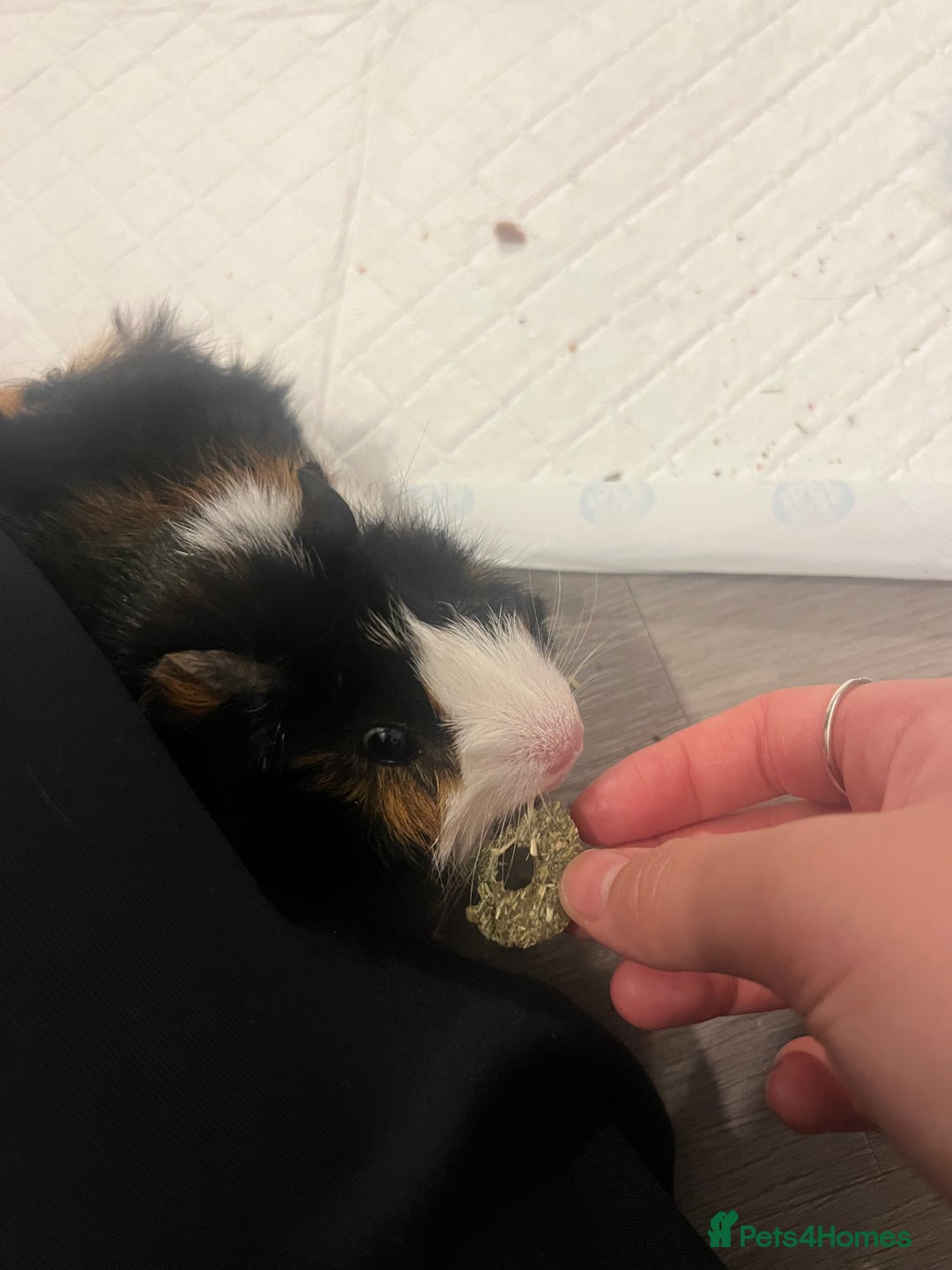 Guinea Pig rodents for sale: 2 male guinea pigs🥹 - Image 3