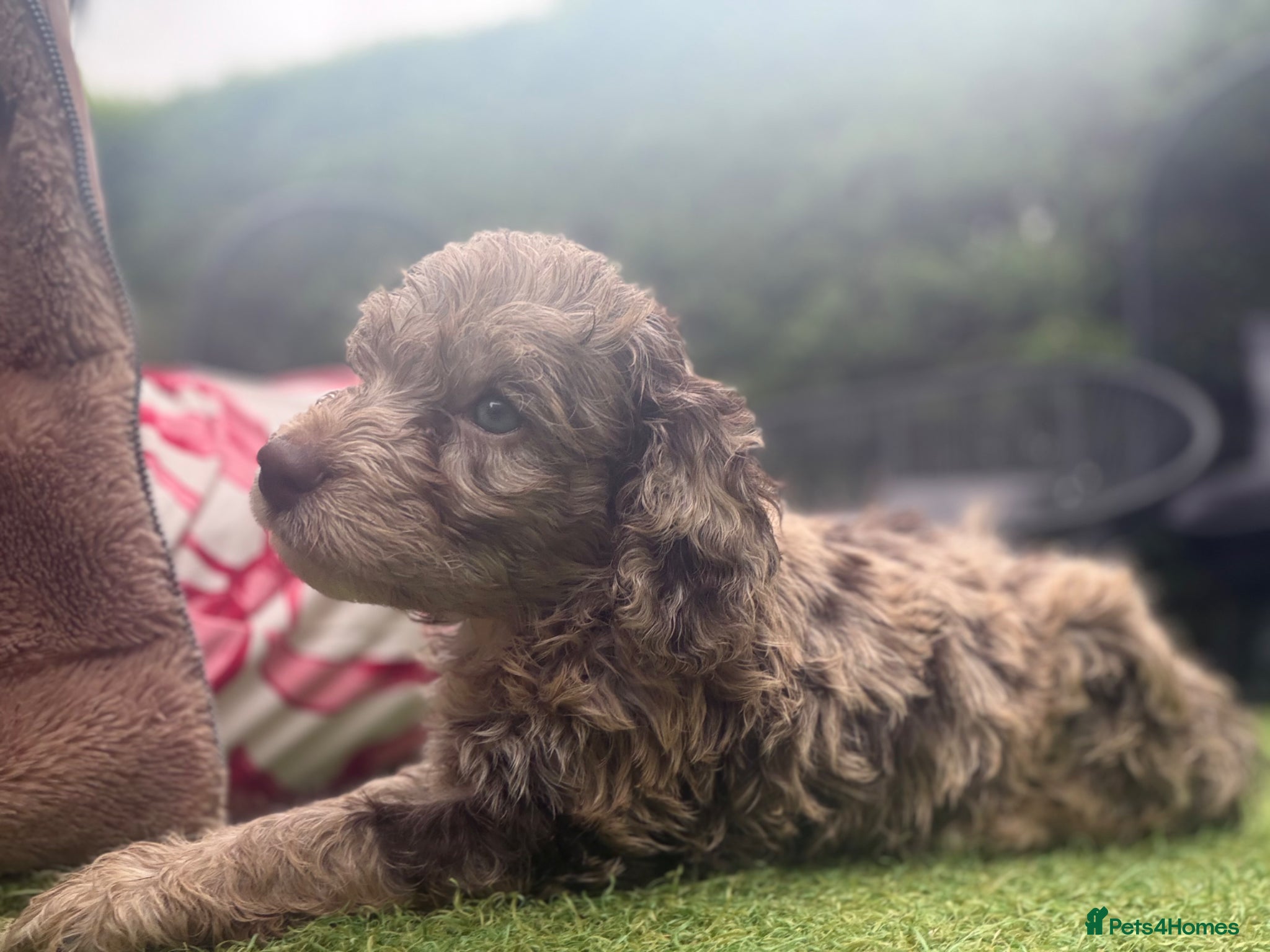 Cockapoo dogs Stunning Choc/choc Merle cockapoos - Advert 3