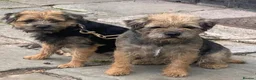 Border Terrier dogs for sale: BORDER TERRIERS PUPPIES - Advert 24