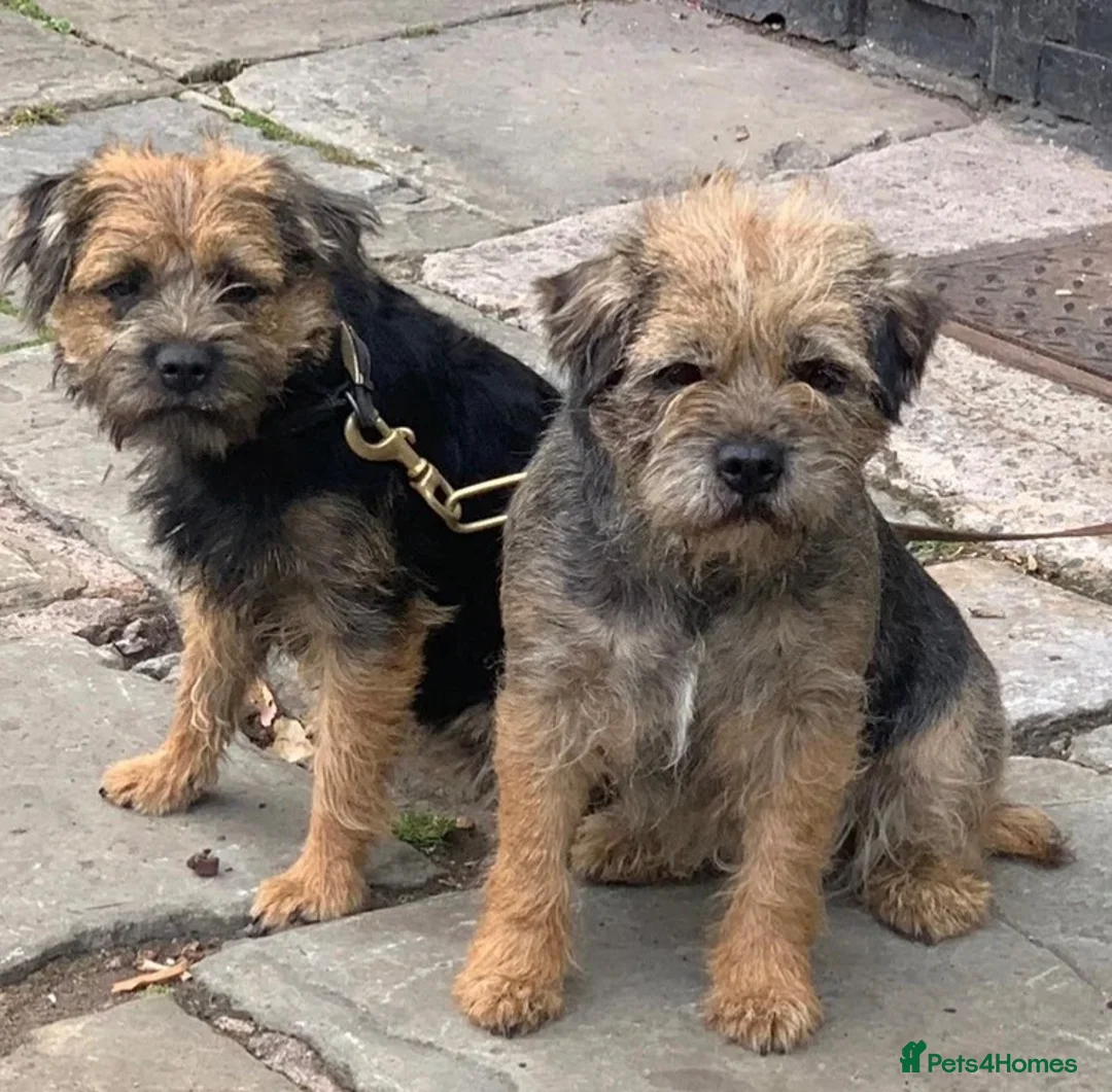 Border Terrier dogs for sale: BORDER TERRIERS PUPPIES - Advert 24