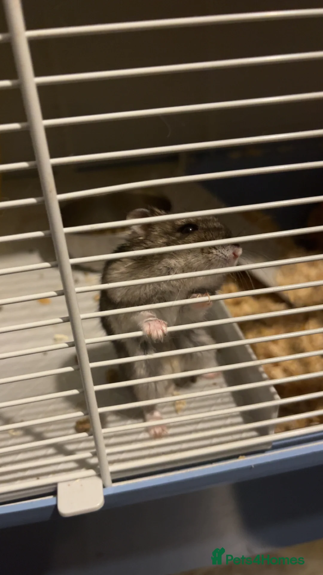 Hamster rodents for sale: Dwarf hamster  - Advert 4