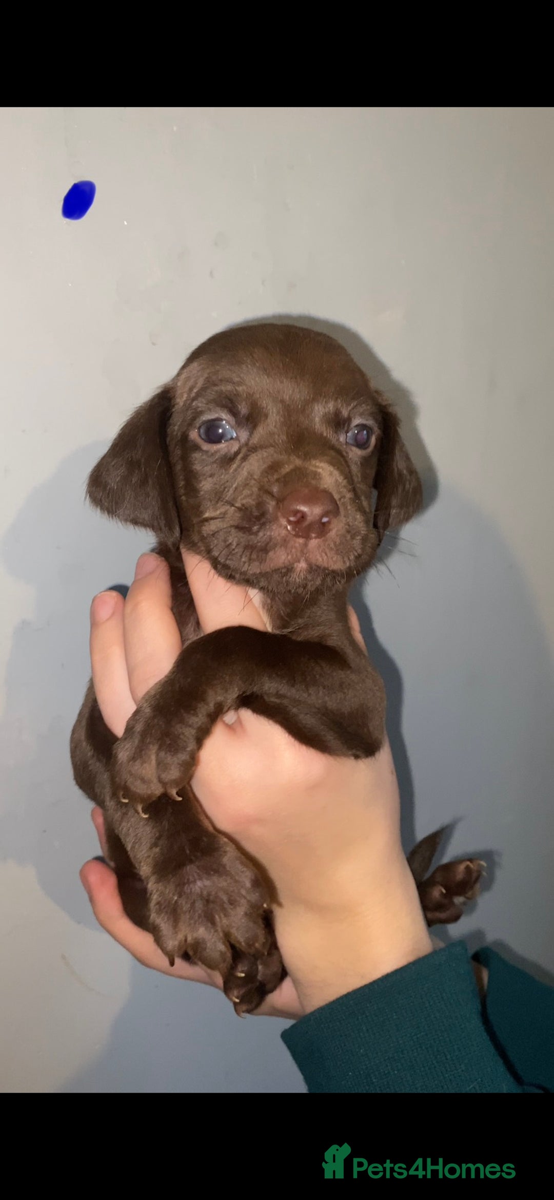 Mixed Breed dogs for sale: Pups looking for forever homes - Advert 4