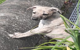 Whippet dogs for stud: KC Reg Heart Tested Gorgeous Fawn Whippet at Stud  in Bristol - Image 25