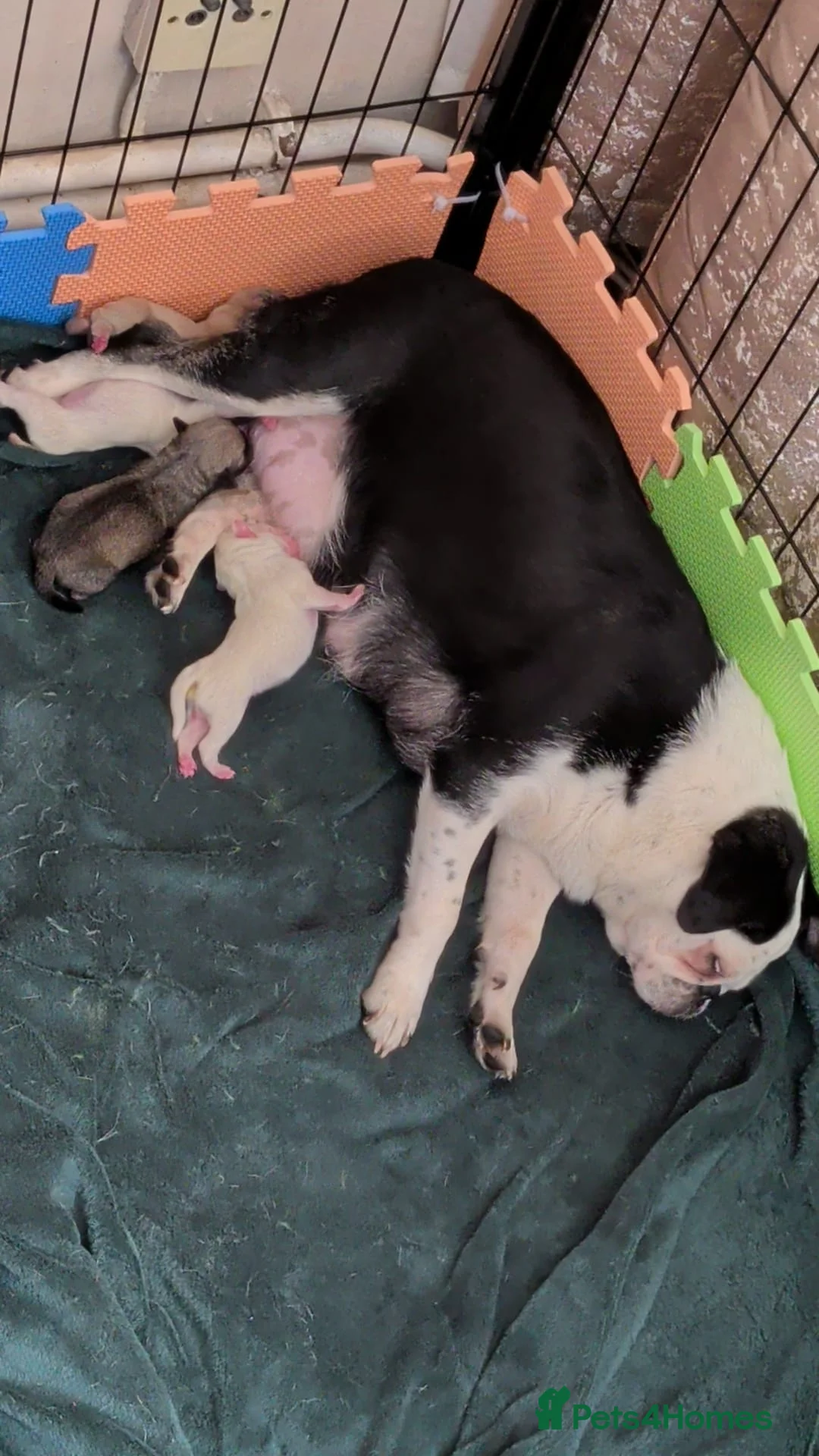 Pug dogs for sale: Stunning pug puppies available  in Nottingham - Advert 11