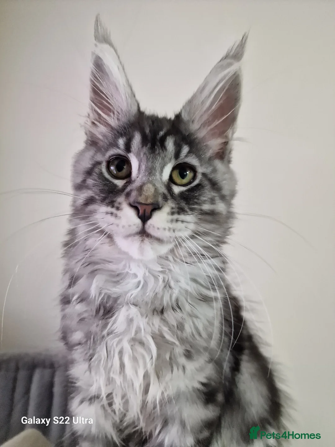 Maine Coon cats for sale:  Kittens – Licensed Fenikscoon Cattery (UK) 🐾 - Advert 6