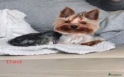 Yorkshire Terrier dogs for sale: Syper mini Yorkshire terrier boy pedigree register - Image 4