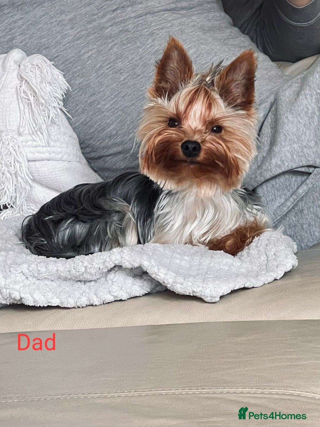 Yorkshire Terrier dogs for sale: Syper mini Yorkshire terrier boy pedigree register - Image 4