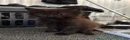 Mixed Breed cats for sale: One fluffy girl - Advert 2