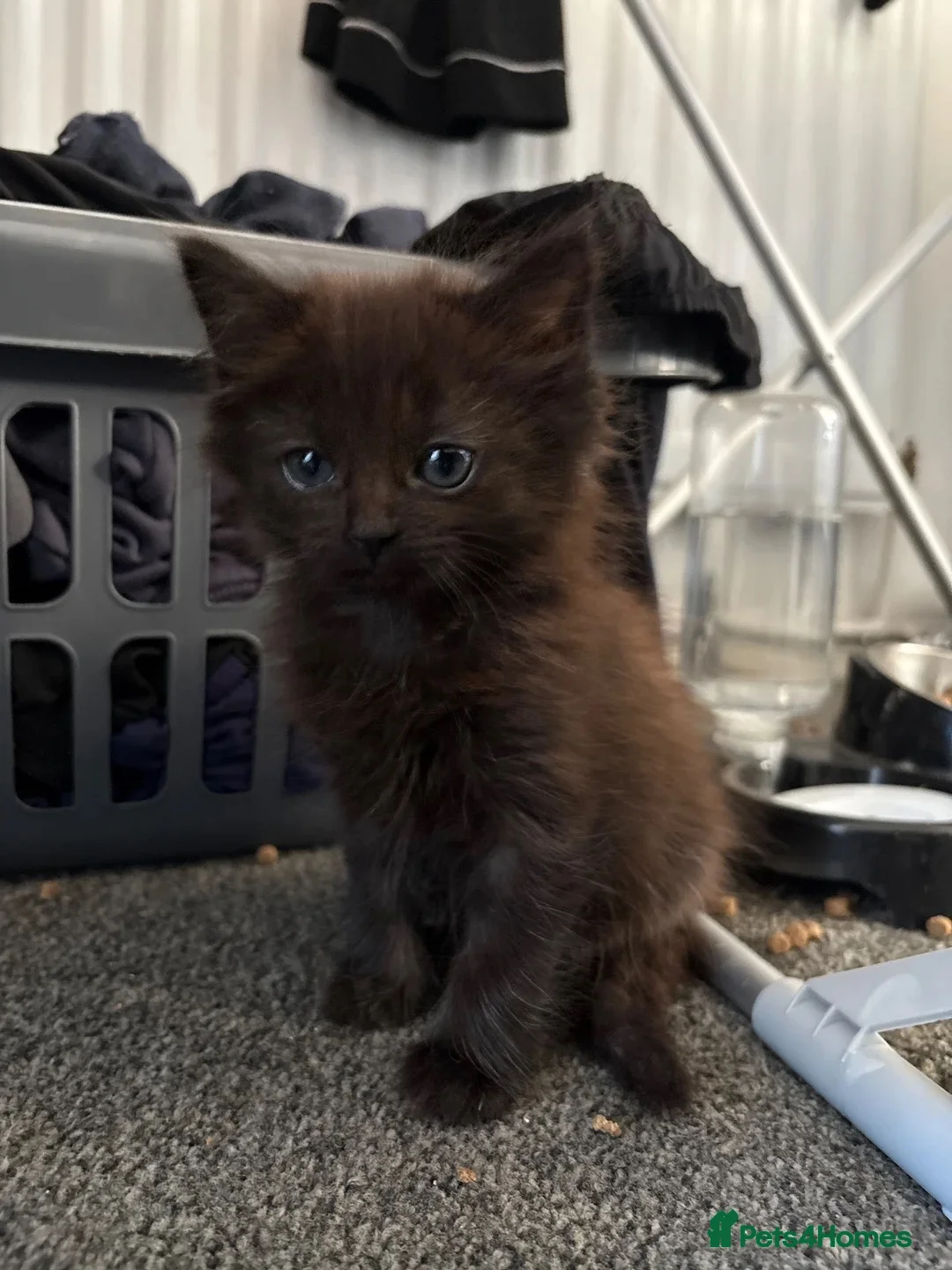 Mixed Breed cats for sale: One fluffy girl - Advert 2