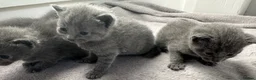 Russian Blue cats for sale: Russian Blue kittens  - Advert 23
