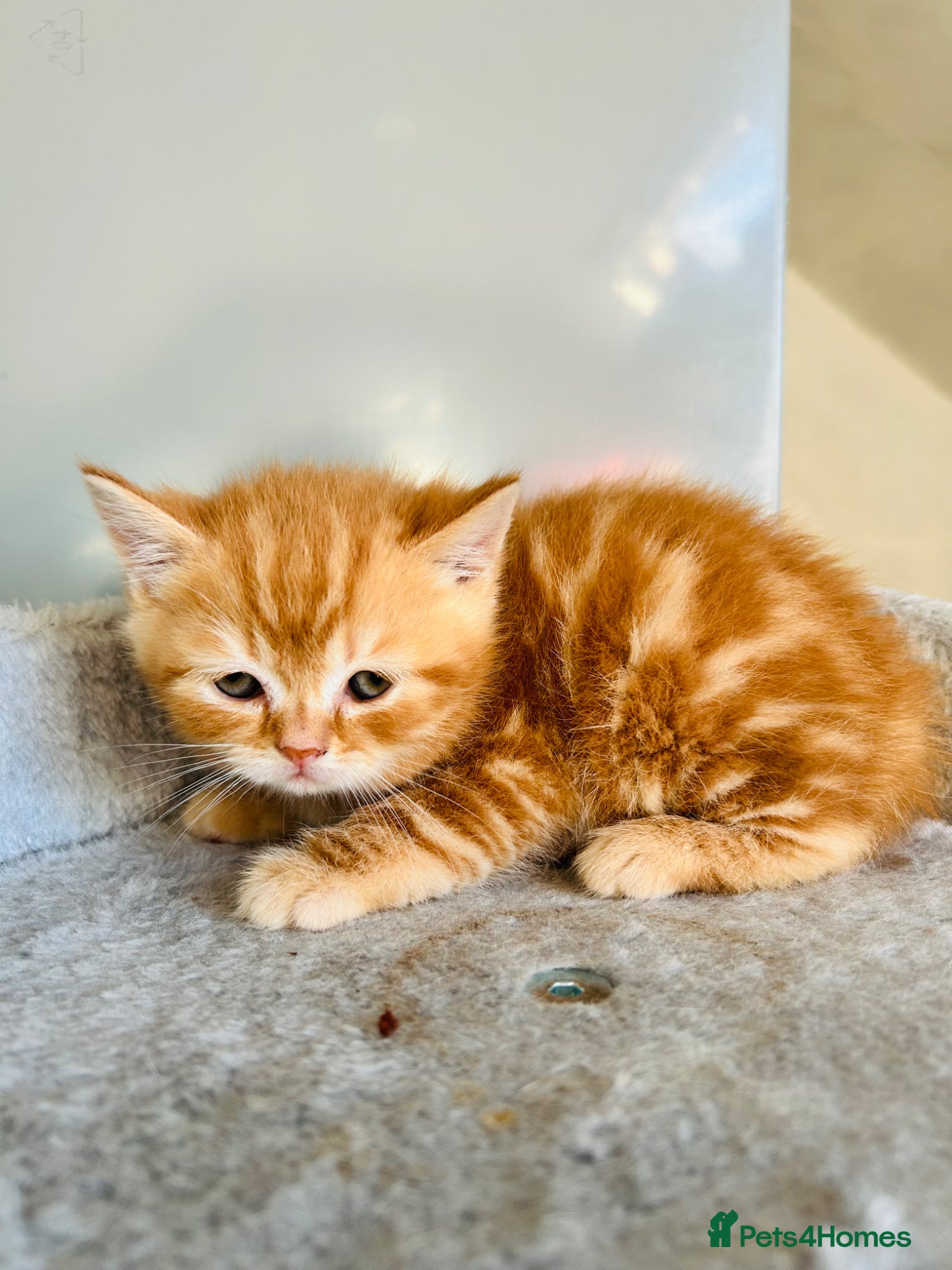 Scottish Fold cats  Meet your future cuddle companion! ✨🐾 - Advert 18