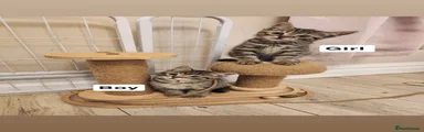British Shorthair 2
