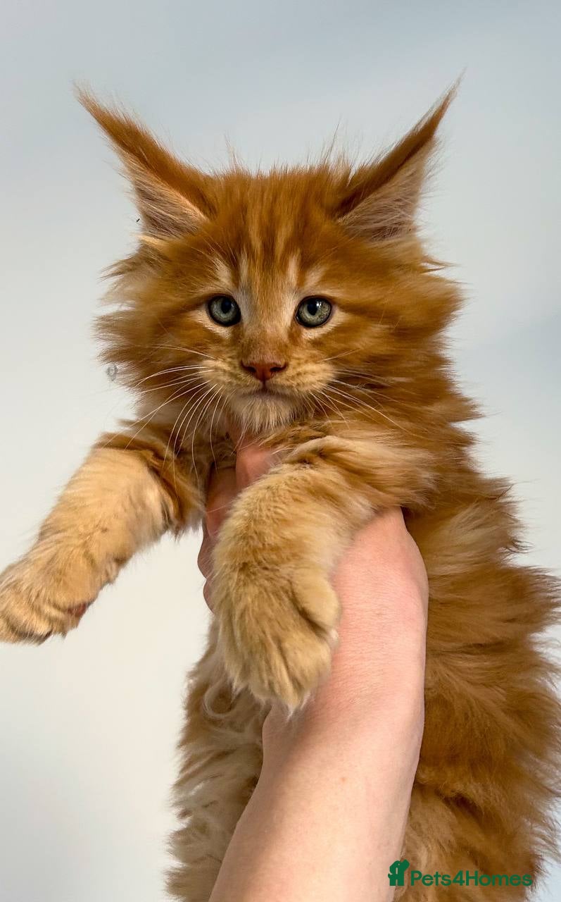 Maine Coon cats Pure Maine coon  - Advert 18