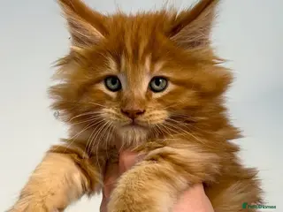 Maine Coon cats Pure Maine coon - Advert 18