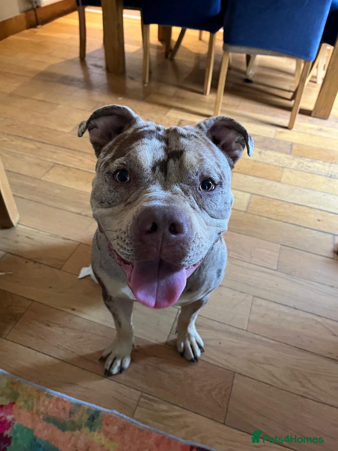 Mixed Breed dogs for sale: Female~ Ruby - Image 2