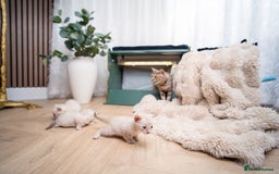 Bengal cats for sale: 3 Snow Bengal Boys-Gorgeous-TICA-Ready in November - Image 5