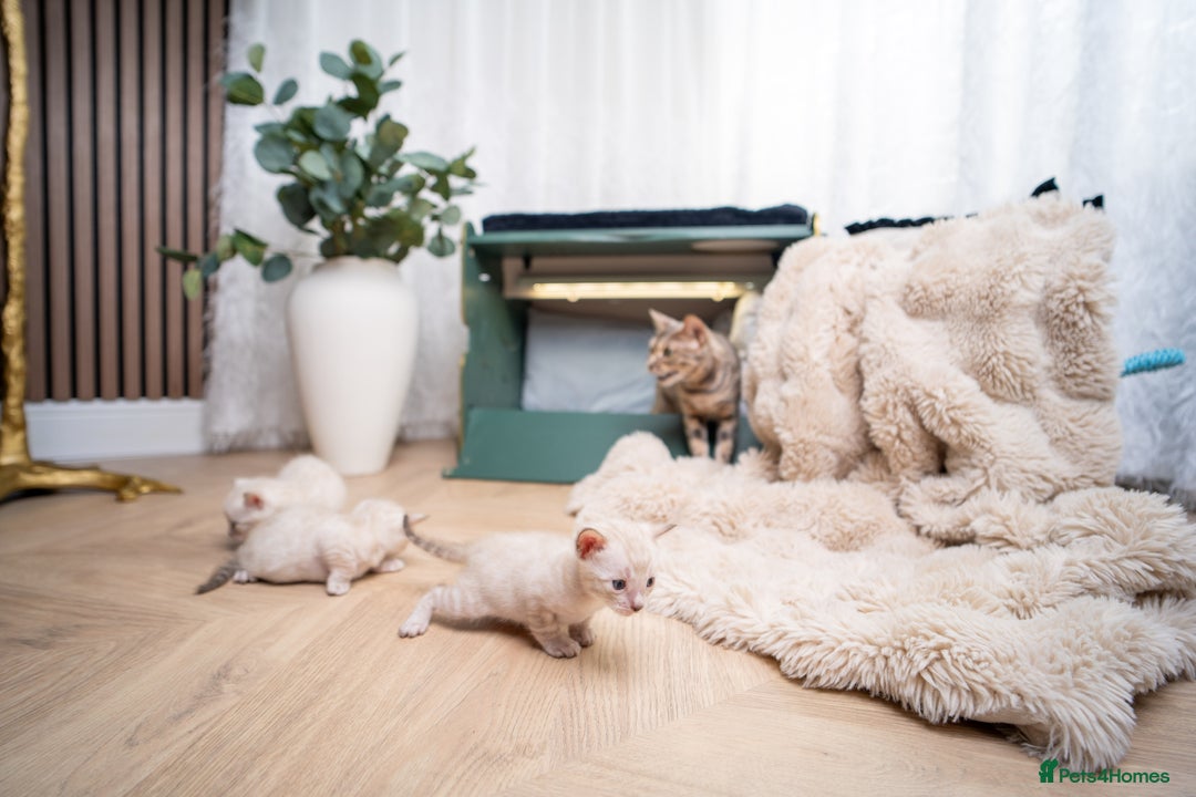 Bengal cats for sale: 3 Snow Bengal Boys-Gorgeous-TICA-Ready in November - Image 5