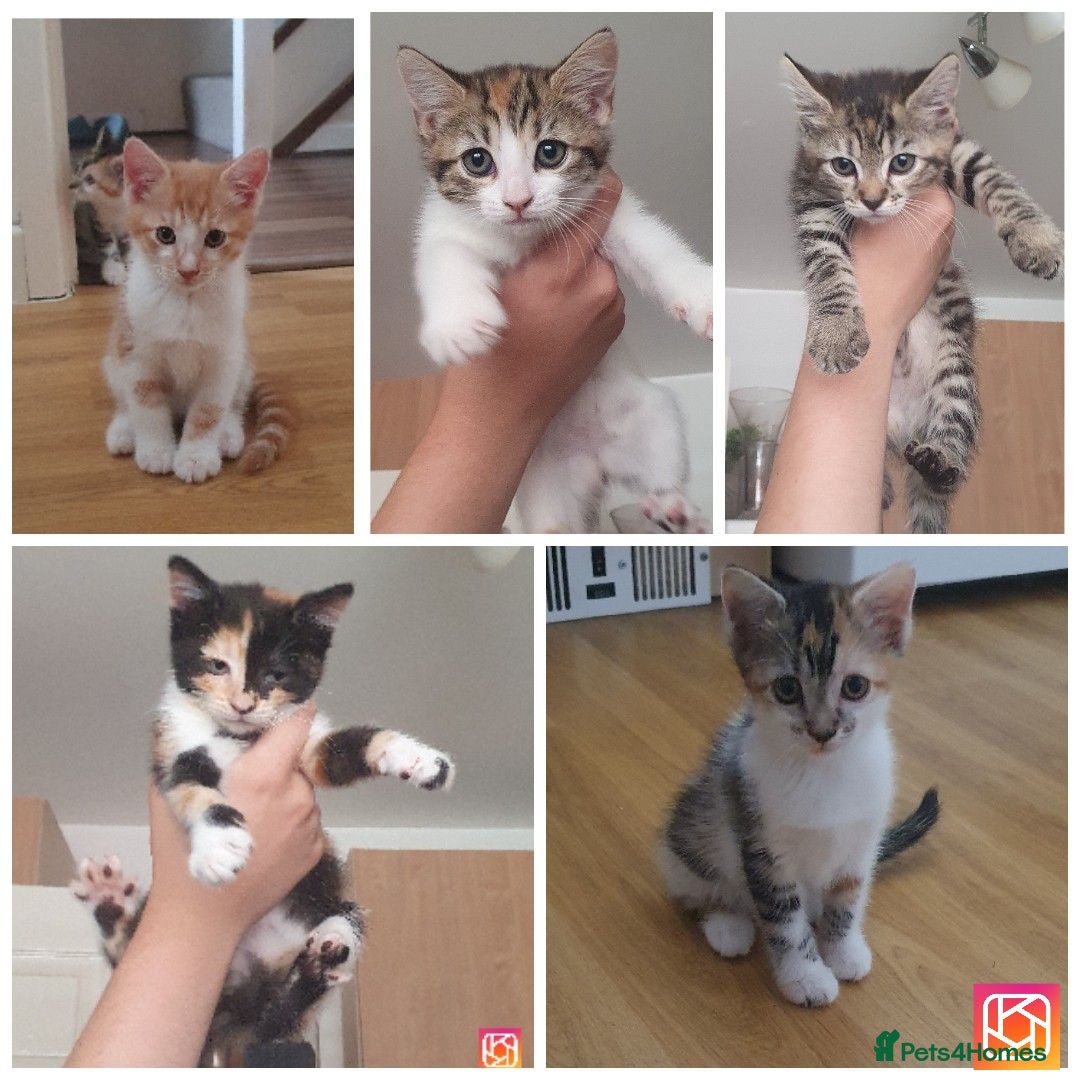 Mixed Breed cats 5 BEAUTIFUL KITTENS 😸 LOOKING FOR FOREVER HOME   - Advert 1