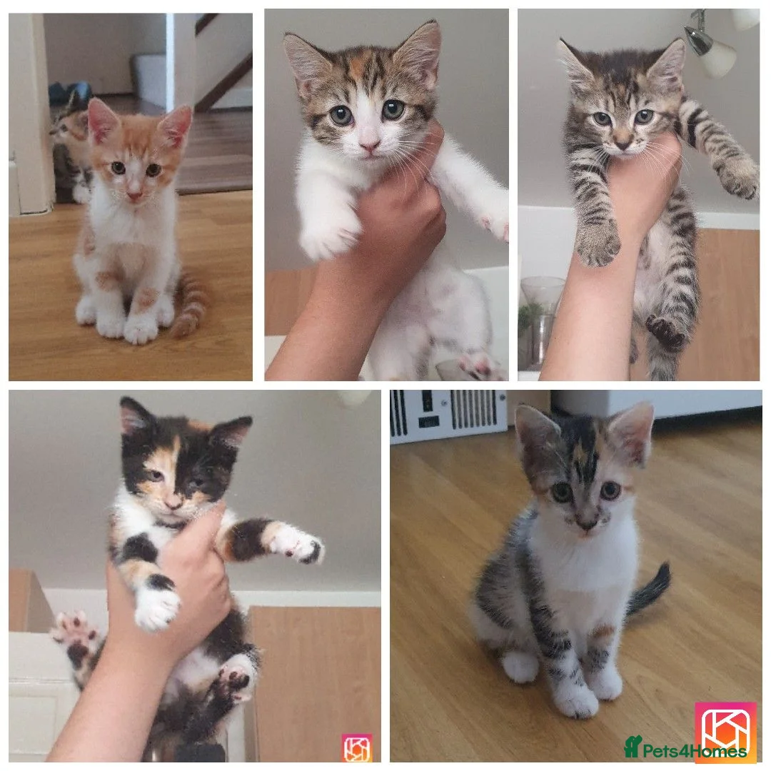 Mixed Breed cats for sale: 5 BEAUTIFUL KITTENS 😸 LOOKING FOR FOREVER HOME   - Advert 1