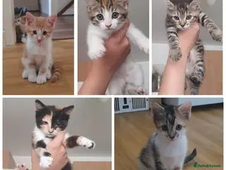 Mixed Breed cats 5 BEAUTIFUL KITTENS 😸 LOOKING FOR FOREVER HOME - Advert 1