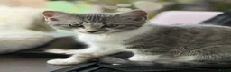 Mixed Breed cats for sale: Half Russian Blue kittens - Advert 10
