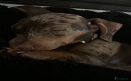 Dachshund dogs for sale: Gorgeous, playful dapple Dachshund for rehoming - Image 2