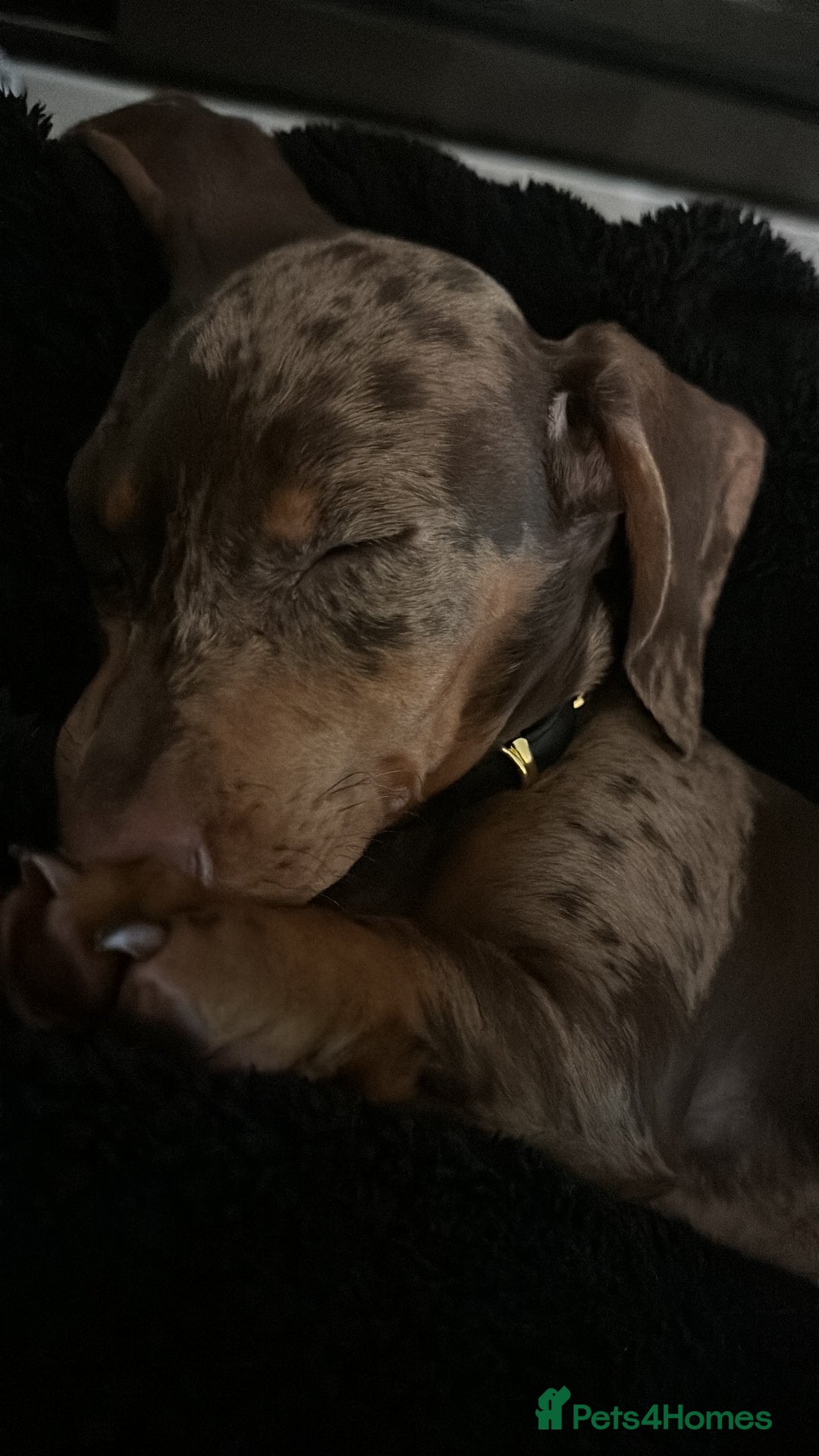 Dachshund dogs for sale: Gorgeous, playful dapple Dachshund for rehoming - Image 2