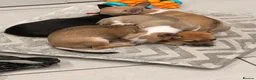 Chihuahua dogs for sale: Smooth Coat Chihuahua Puppies - Advert 9