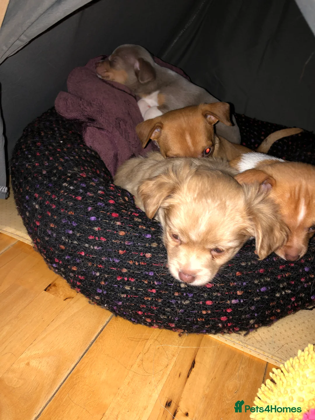 Chihuahua dogs for sale: 3 gorgeous pedigree puppies  - Advert 5